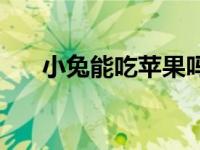 小兔能吃苹果吗 小兔子能不能吃苹果 