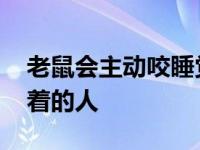 老鼠会主动咬睡觉的小孩吗 老鼠会不会咬睡着的人 