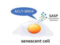 细胞衰老研究确定了促进健康衰老的关键酶