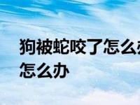 狗被蛇咬了怎么办嘴巴肿的图片 狗被蛇咬了怎么办 