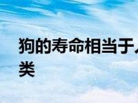 狗的寿命相当于人类多少 狗的寿命相当于人类 