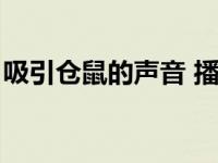 吸引仓鼠的声音 播放 仓鼠跑了怎么引诱出来 