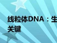 线粒体DNA：生命的遗传密码与疾病研究的关键